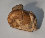 Phylloceratidae