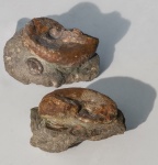 Haploceras sp.