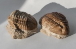 Asaphus