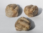 Illaenus