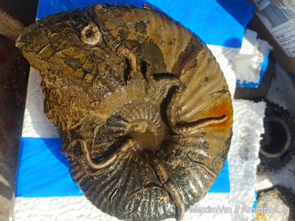 окаменелости, аммониты, черви, Epizoans