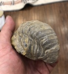 Gryphaea