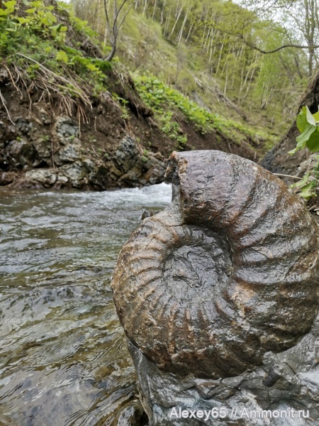 Eupachydiscus