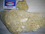 Девонские кораллы.