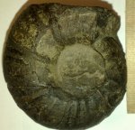 Аммонит Dorsoplanites