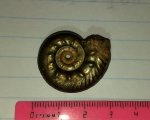 аммонит Brightia davitaschvilii