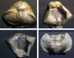 Tomestenoporhynchus rudkini. Это мне подсказали.