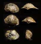 Брахиоподы разные маленькие, не выросли.Spinatrypa sp.