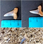 HypotodusVerticalis1