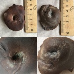 Фрагмент растения 5