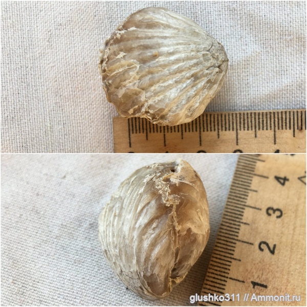 брахиоподы, Украина, Rhynchonella, brachiopoda, Rhynchonellida, Харьковская область, Jurassic