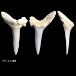 Shark tooth2