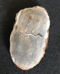 echinoderms2