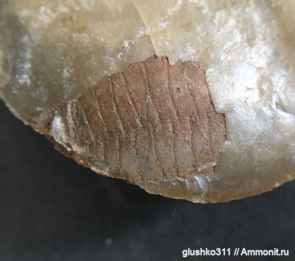 морские ежи, иглокожие, мел, Украина, Echinoidea, Cretaceous, Ukraine