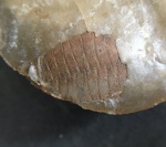 echinoderms1