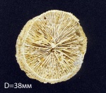 Тrochosmilia sp