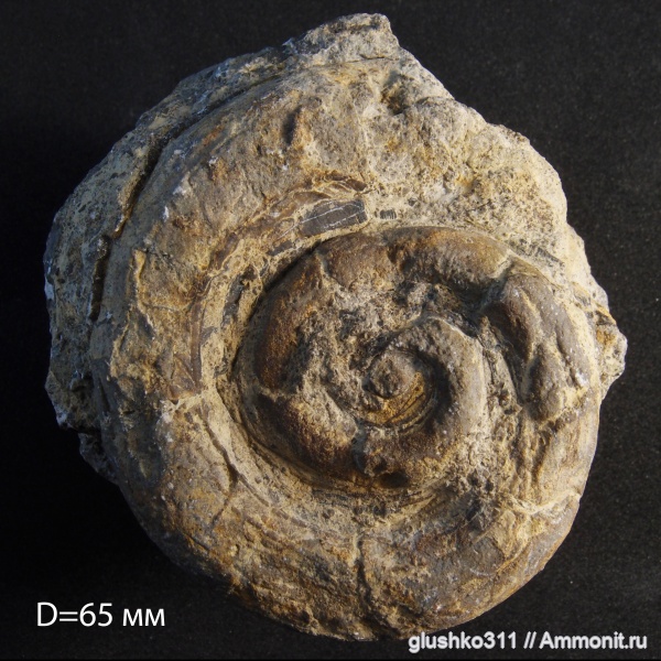 гастроподы, Euomphalus, Silurian, Gastropoda, Ukraine