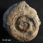 Гастропода Euomphalus sp.