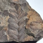 Neuropteris heterophylla