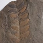 Neuropteris tenuifolia