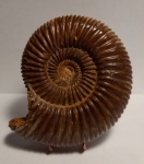 Prosososphinctes virguloides