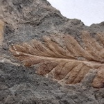 Mariopteris nervosa oblongata