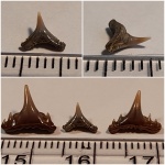 Симфизный Synechodus sp.