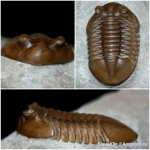 трилобиты, Asaphus, Asaphus kotlukovi