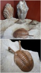Трилобит Asaphus kowalewskii