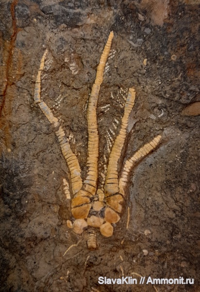 морские лилии, иглокожие, Cymbiocrinus