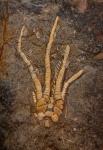 Лилия Cymbiocrinus sp.