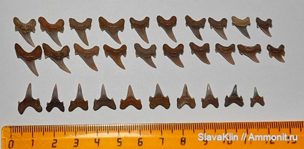 зубы, акулы, Archaeolamna, teeth, sharks