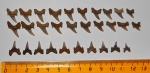 Archaeolamna sp. - правые боковые