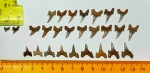 Archaeolamna sp. - левые боковые