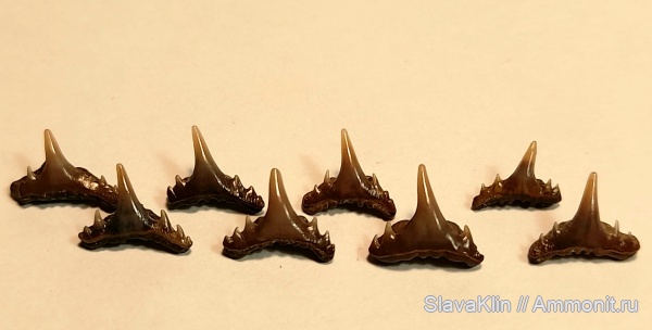 акулы, зубы акул, Synechodus, teeth, sharks