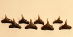 Зубы Synechodus морфотип nitidus