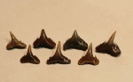 Зубы Synechodus морфотип tenuis