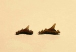Synechodus dubrisiensis