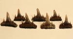 Paraorthacodus recurvus