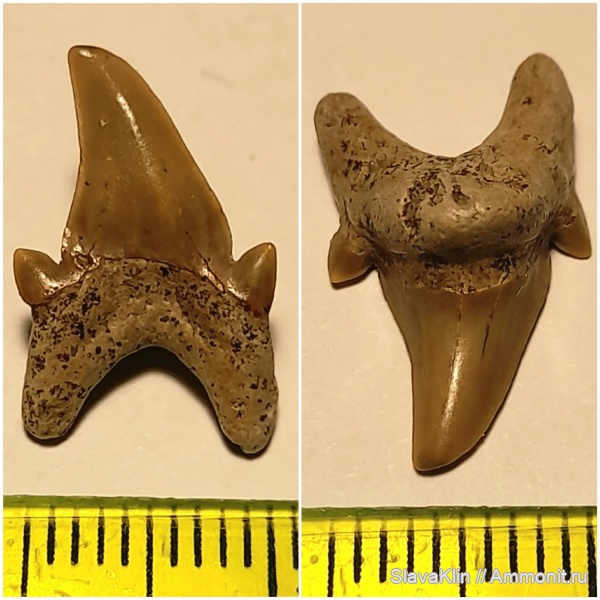 зубы, акулы, Cardabiodon, teeth, sharks