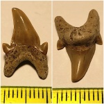Cardabiodon sp. симфизный или дальний боковой