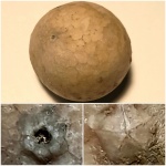 Цистоидея Echinosphaerites aurantium
