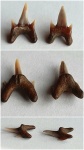 Protolamna sp.