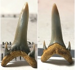 Carcharias sp. ?