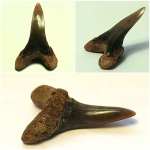 Cretoxyrhina mantelli - передний нижний молодняк