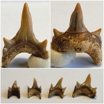 Protolamna sp.  и Сильвер )