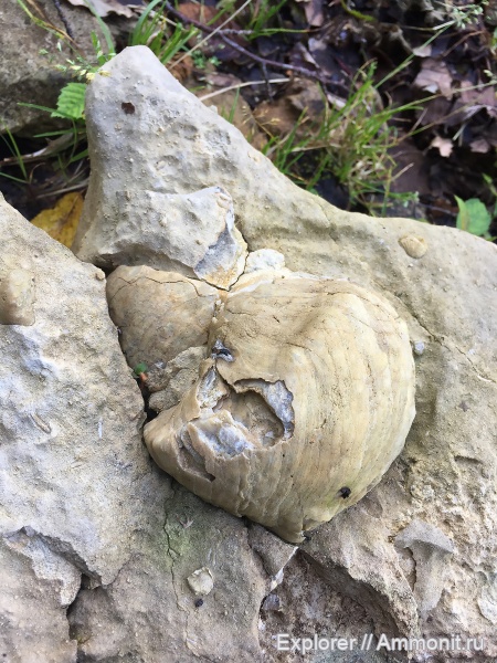 моллюски, мел, мезозой, Грузия, беспозвоночные, Amphidonta, Рача, шаорское водохранилище