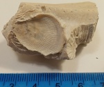 Двустворка  Spondylus на иноцерамусе