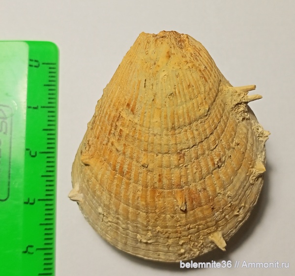 мел, мезозой, двустворчатые моллюски, верхний мел, Spondylus, сантонский ярус, коньякский ярус, Cretaceous, Туронский ярус