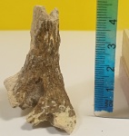 Губка Sororistirps sp